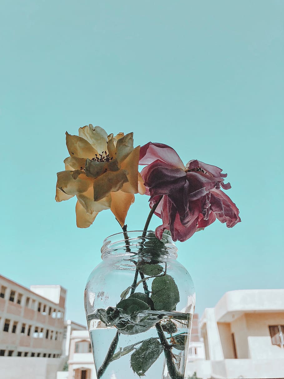 sky, background, flower, flowering plant, nature, vulnerability HD wallpaper
