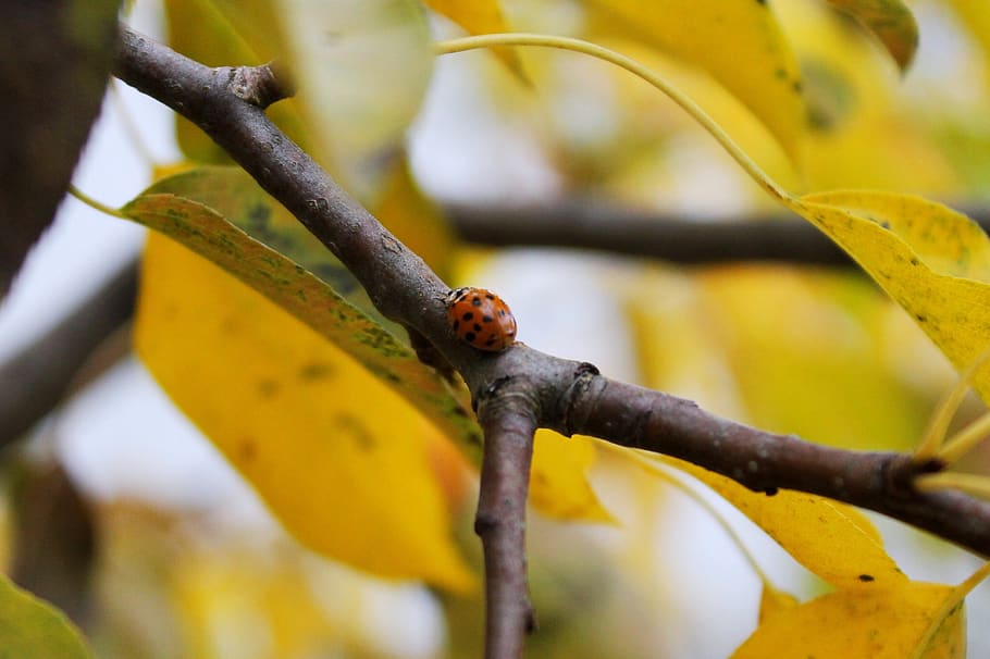 ladybug, insect, ladybird, beetle, red, orange, leaves, tree HD wallpaper
