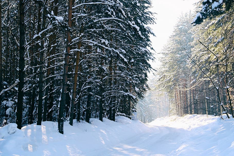 siberia, russia, nature, forest, tree, cold - temperature, frost, HD wallpaper