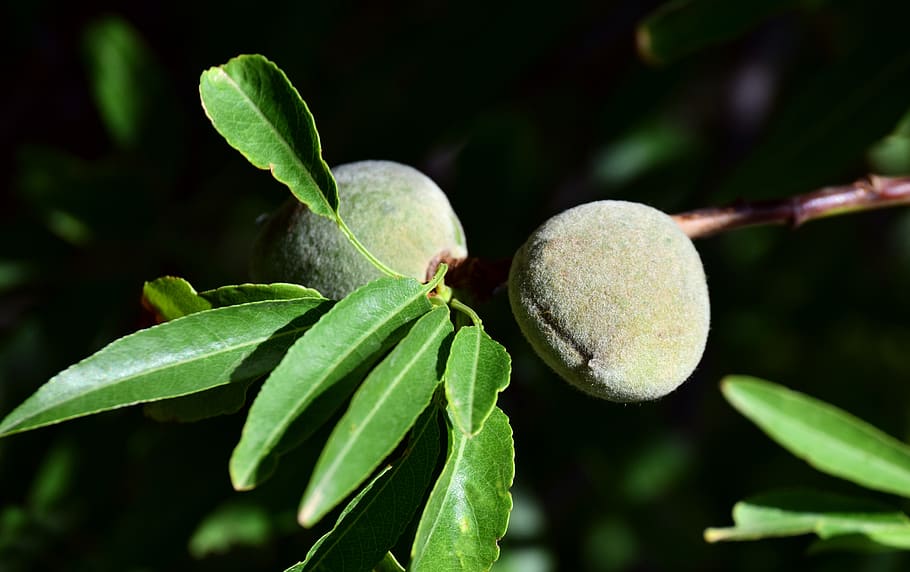 almonds, tree, almond tree, branch, fruits, immature, mediterranean HD wallpaper