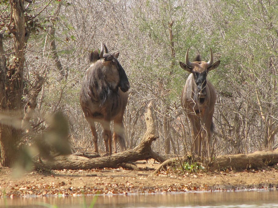 animal, animal themes, animal wildlife, tree, mammal, animals in the wild HD wallpaper