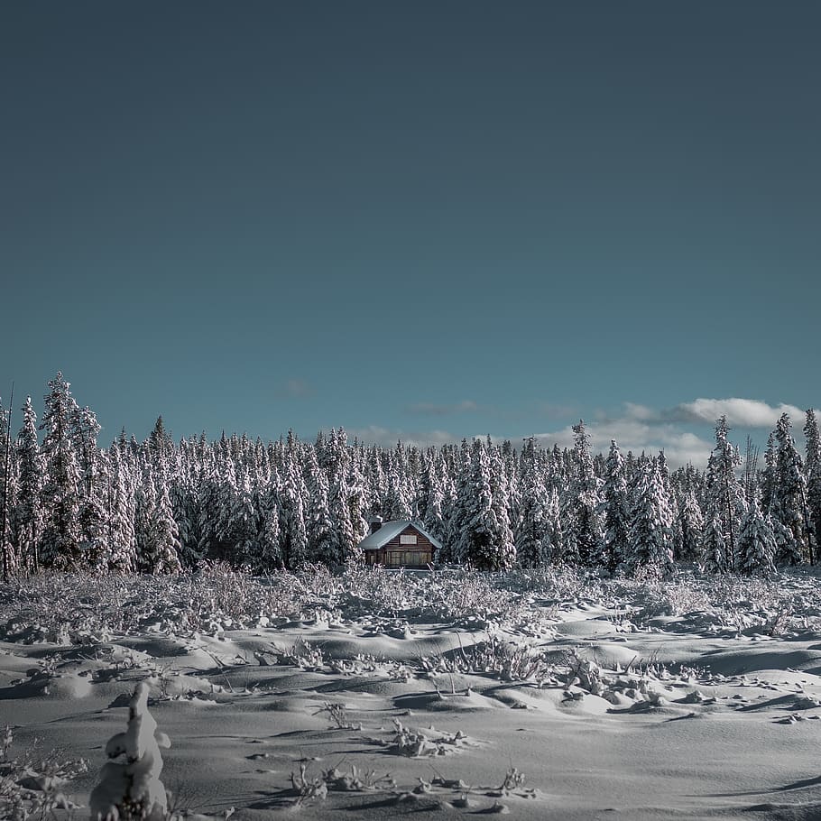 pine trees coated with snow, plant, abies, fir, nature, conifer HD wallpaper