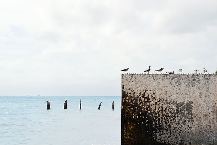 grey, sky, clouds, water, poles, birds, seagulls, wall, ocean HD wallpaper