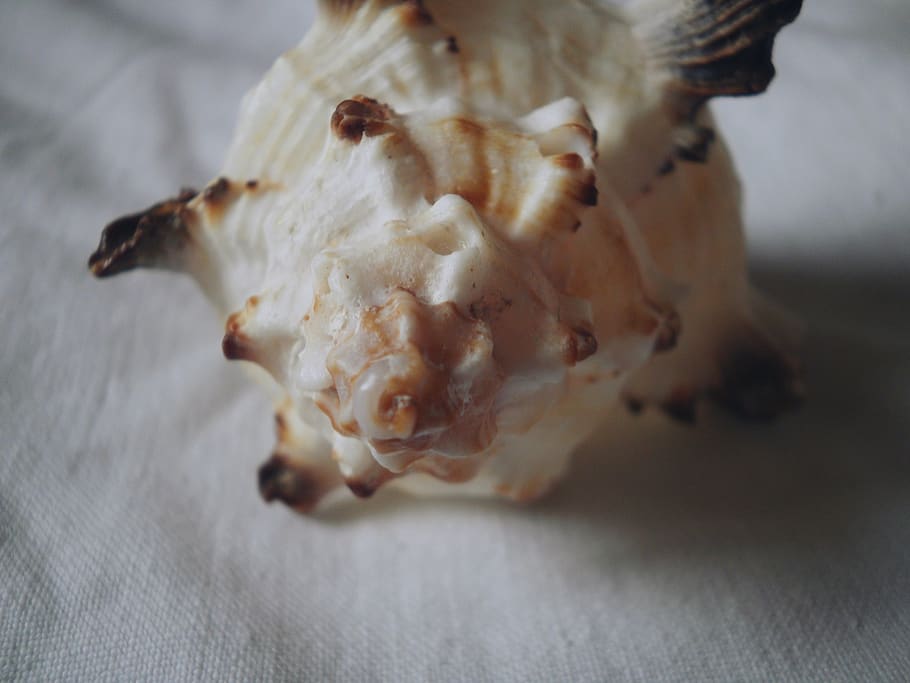 sea creatures, marine, shell, close-up, no people, indoors HD wallpaper