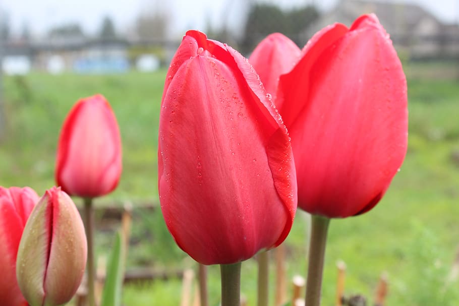 red tulips, plant, flower, blossom, rose, spring, petal, poppy HD wallpaper