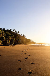 foot step on sand during daytime, footprint, animal, bird, light HD wallpaper