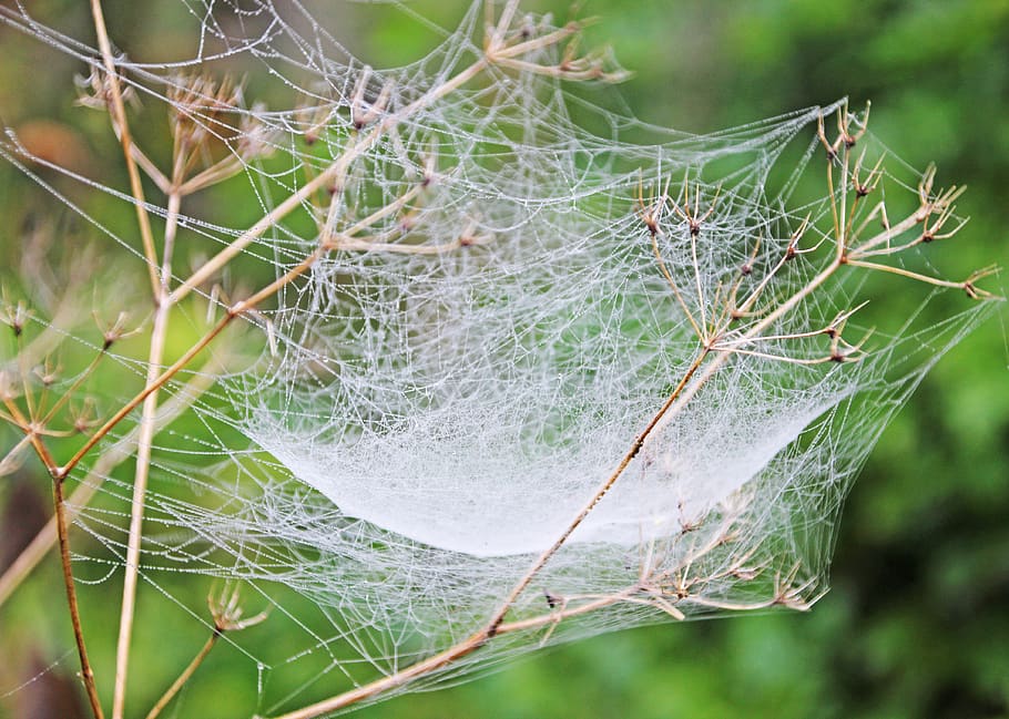 cobweb, morgentau, dew, dewdrop, nature, cobwebs, drip, beaded HD wallpaper