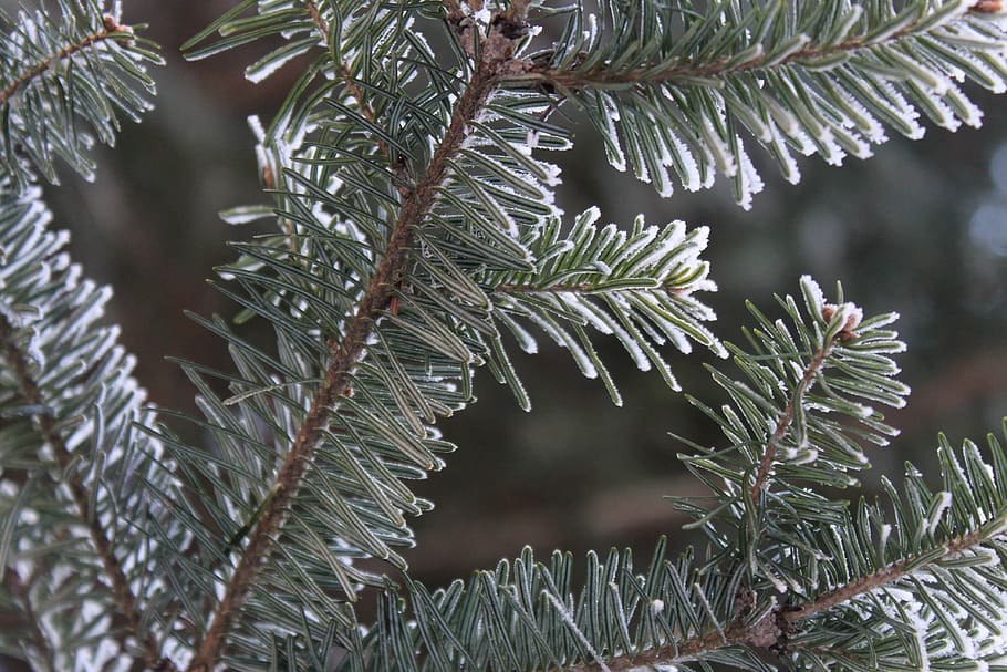 tree, plant, pine tree, coniferous tree, growth, branch, close-up HD wallpaper