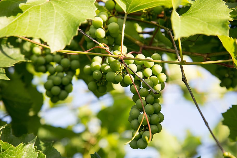 grapes, dacha, leaves, vines, growth, leaf, plant part, fruit HD wallpaper