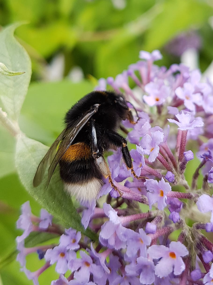 bee, macro, bumblee bee, insect, close up, summer, nature, flower HD wallpaper