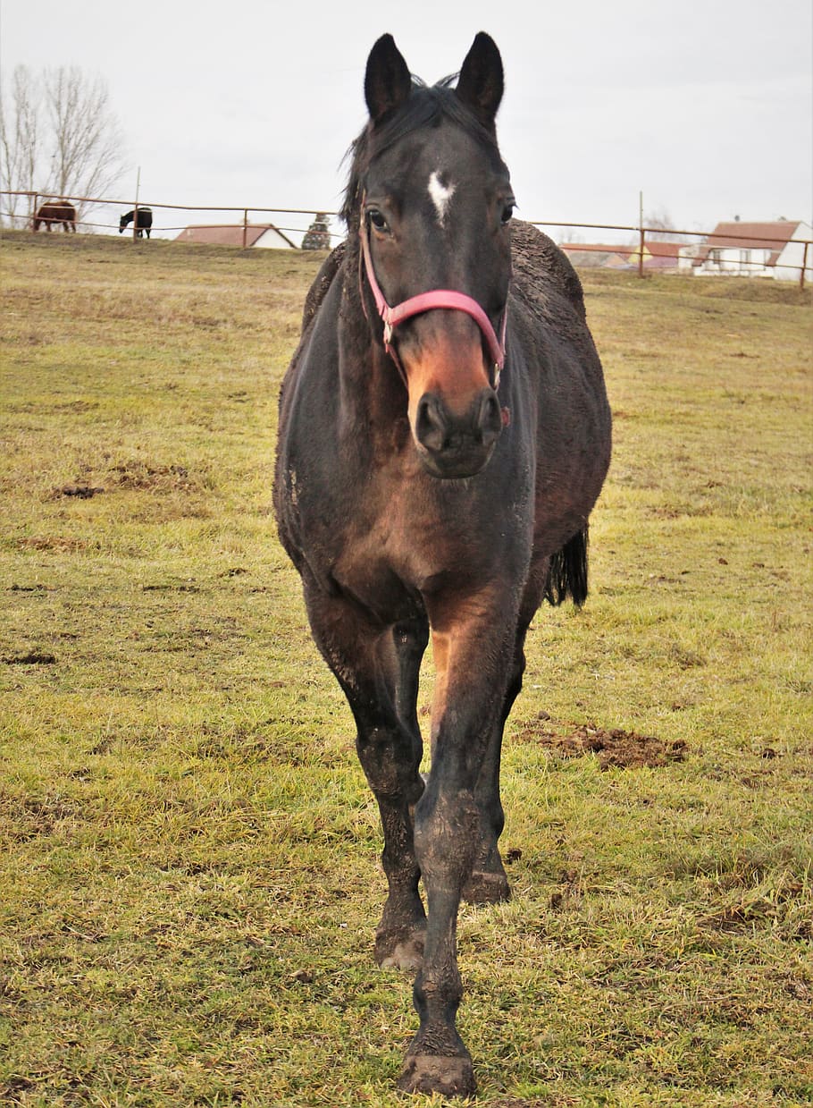 horse, black, pets, domestic, domestic animals, mammal, field HD wallpaper