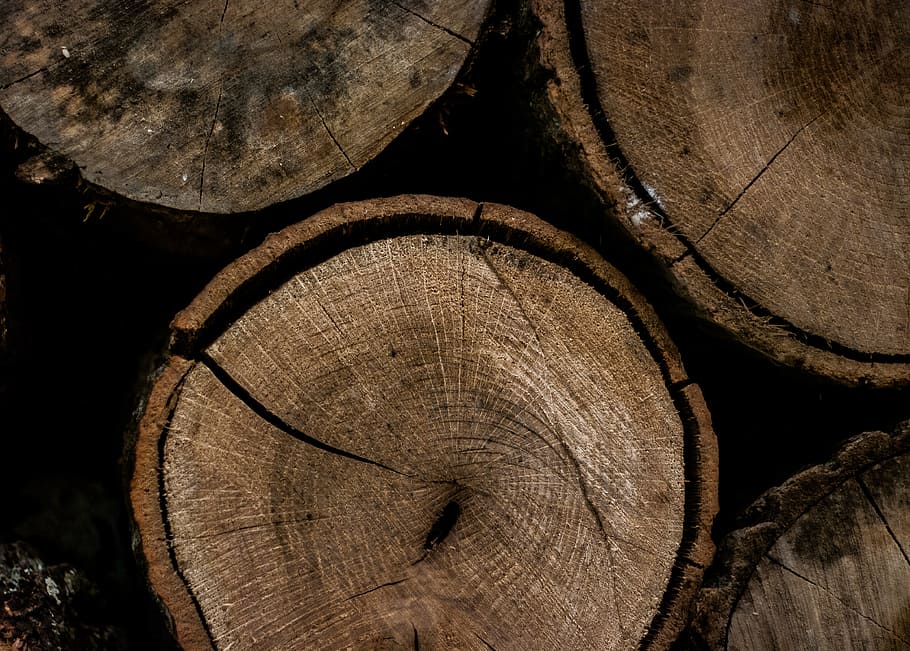 Round Brown Wooden Slab, bark, chopped, close -up, dark, logs HD wallpaper