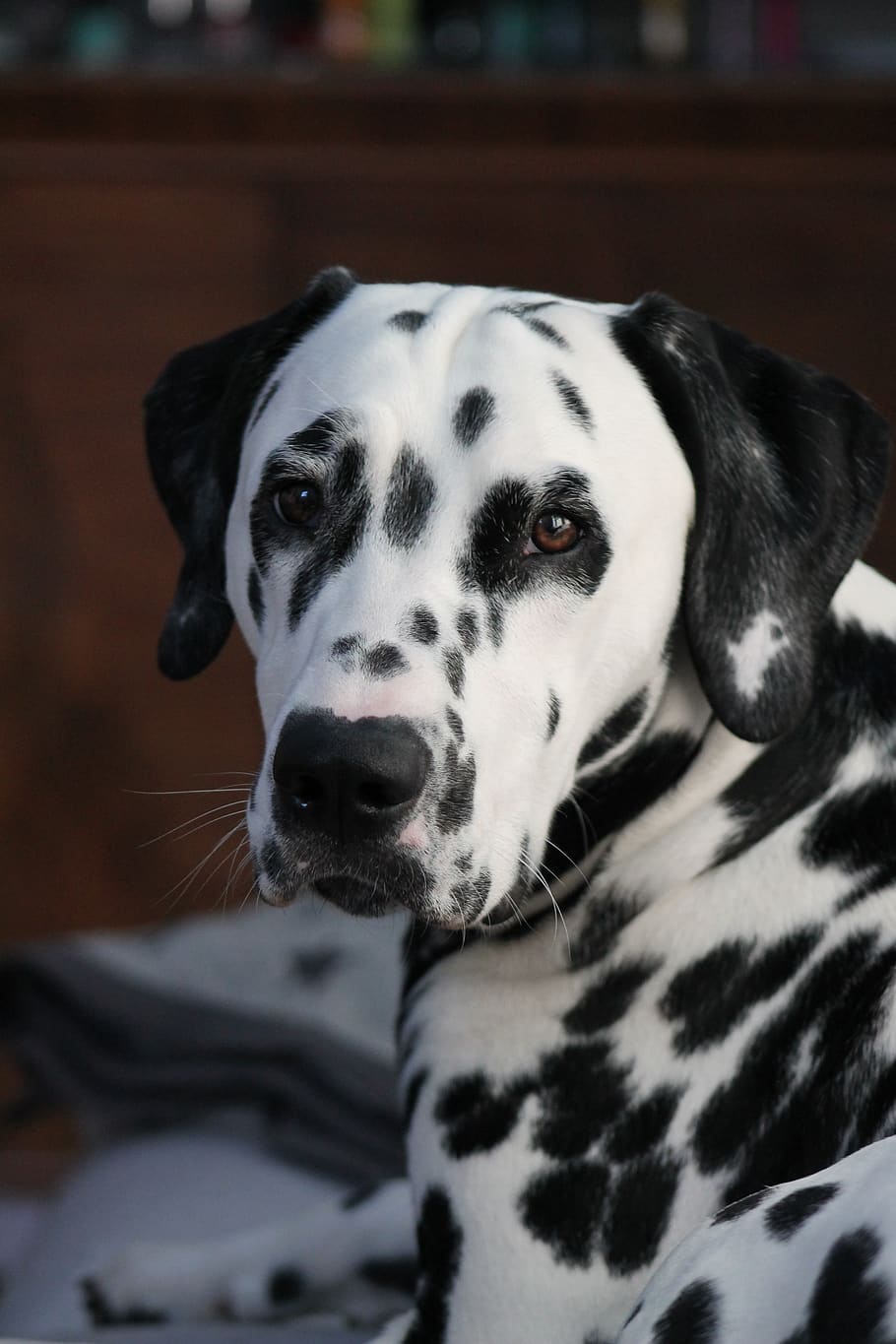 HD wallpaper: dalmatians, dog, animal, pet, cute, portrait, mammal ...