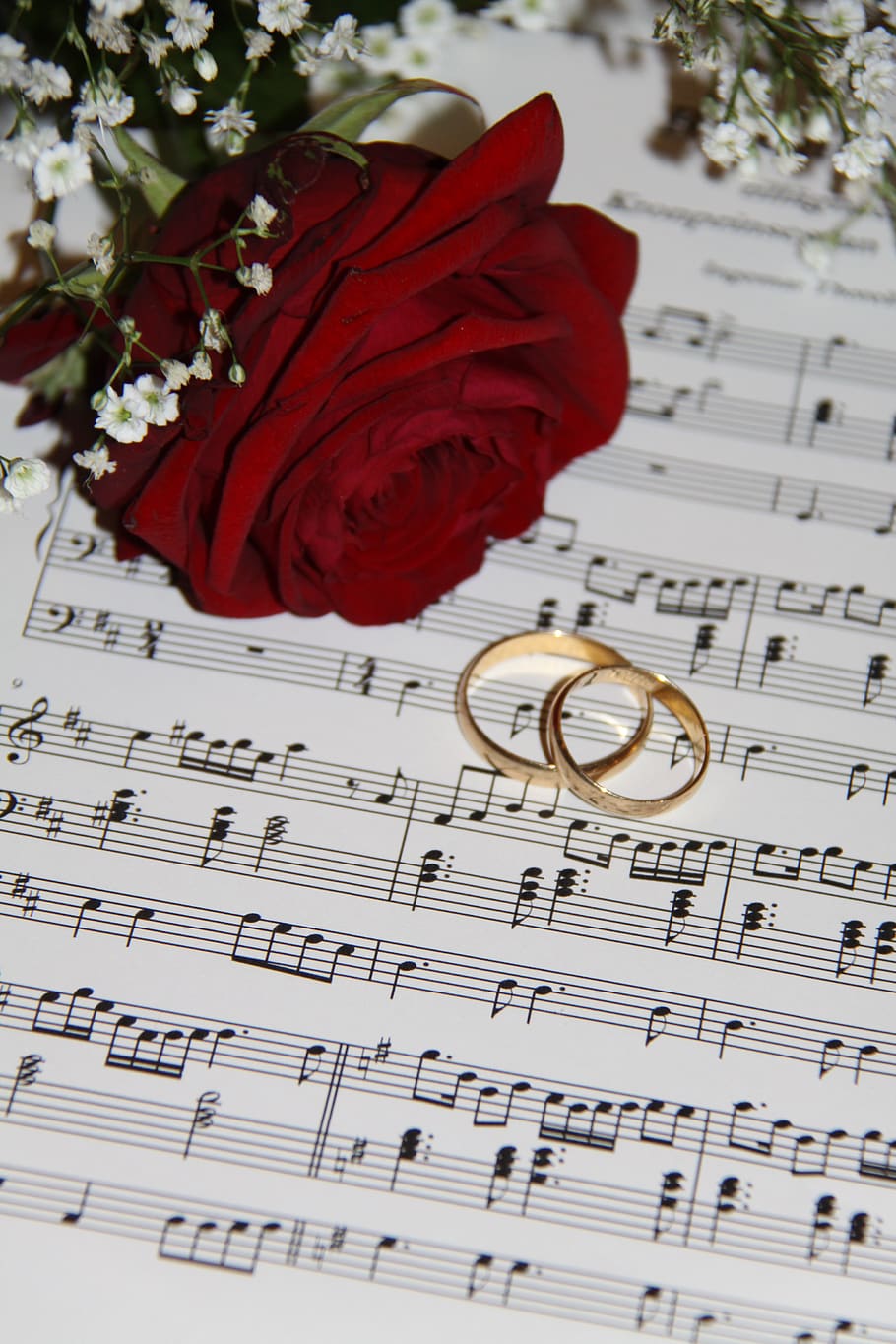 2 Gold Eternity Ring Near Red Rose on Musical Notes, celebration, HD wallpaper