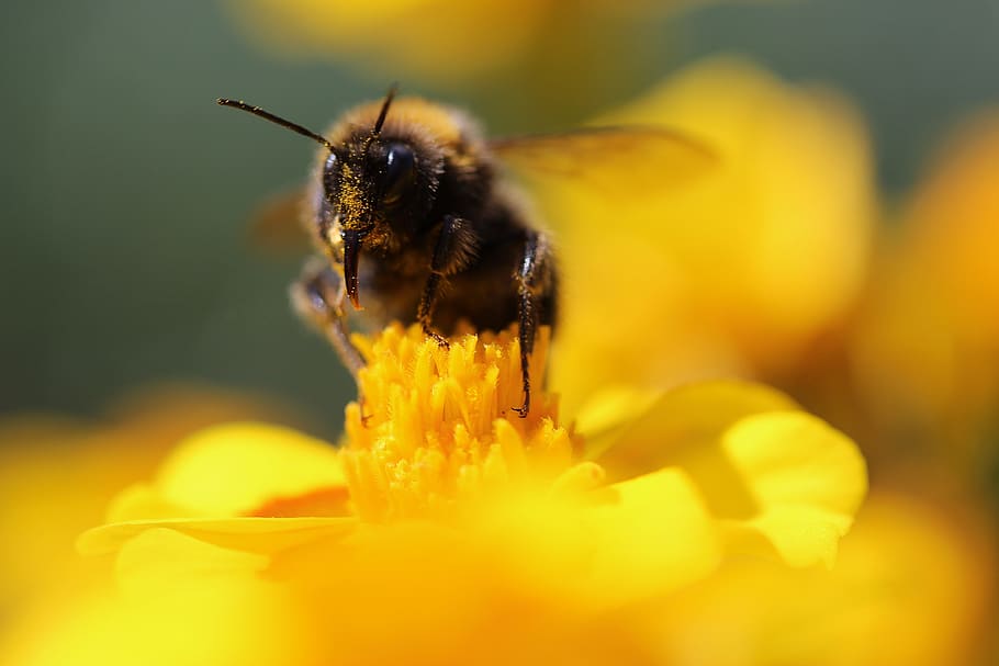 hummel, insect, pollination, sprinkle, garden, pollen, marigold HD wallpaper