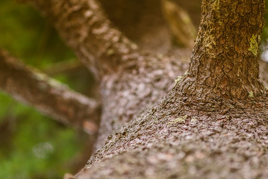 wood, trees, forest, tree trunk, plant, selective focus, nature HD wallpaper