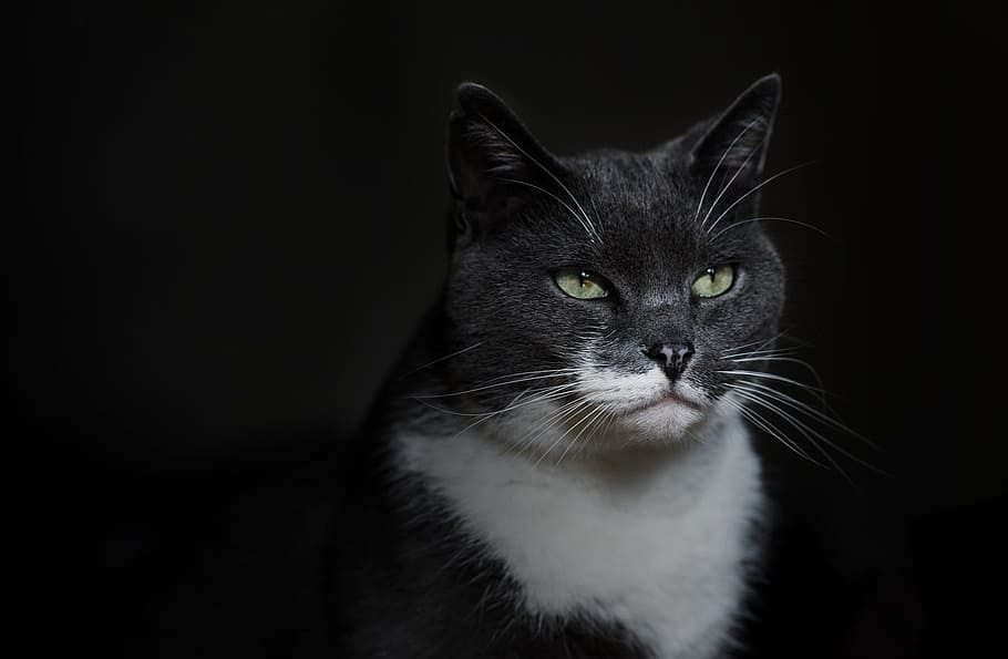 Grey And White Cat Photo, Animals, Cats, Pets, domestic, animal themes HD wallpaper