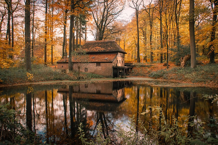 brown painted house surrounding trees, water, reflection, autumn HD wallpaper