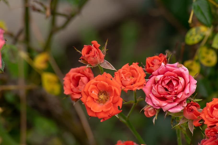rose, red, nature, green, beautiful, flower, orange, outdoor HD wallpaper