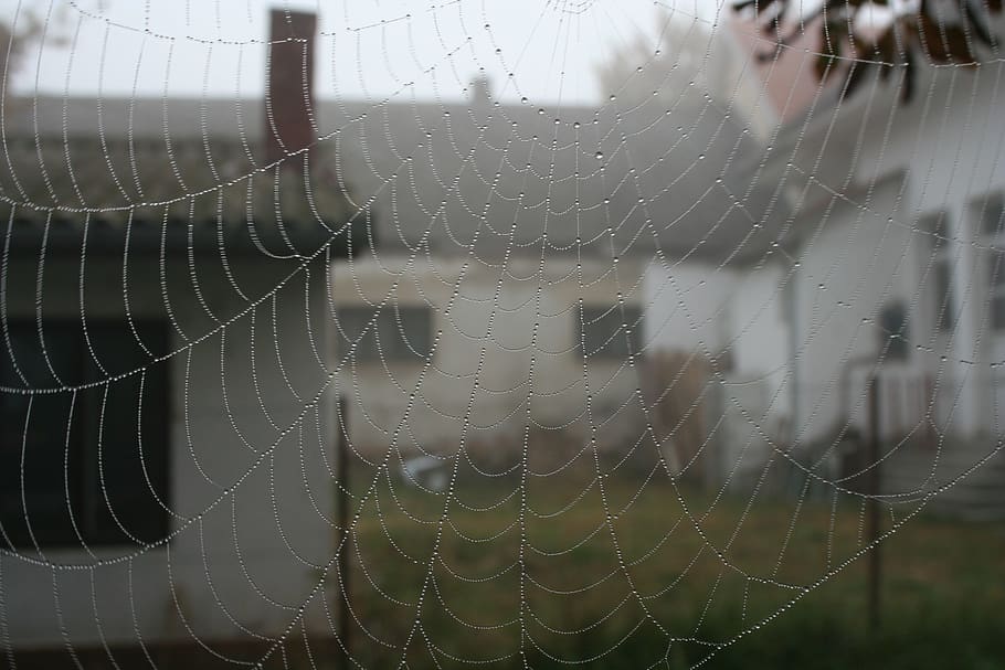 web, dew, chilly morning, spider web, close-up, focus on foreground HD wallpaper