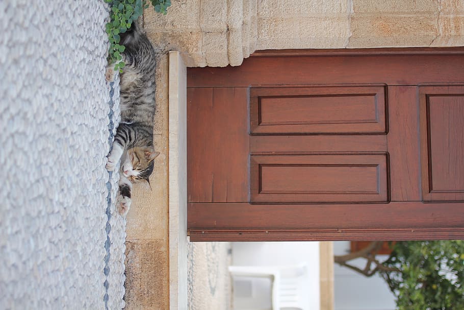 greece, lindos, cat, sleeping, street, animal, animal themes HD wallpaper