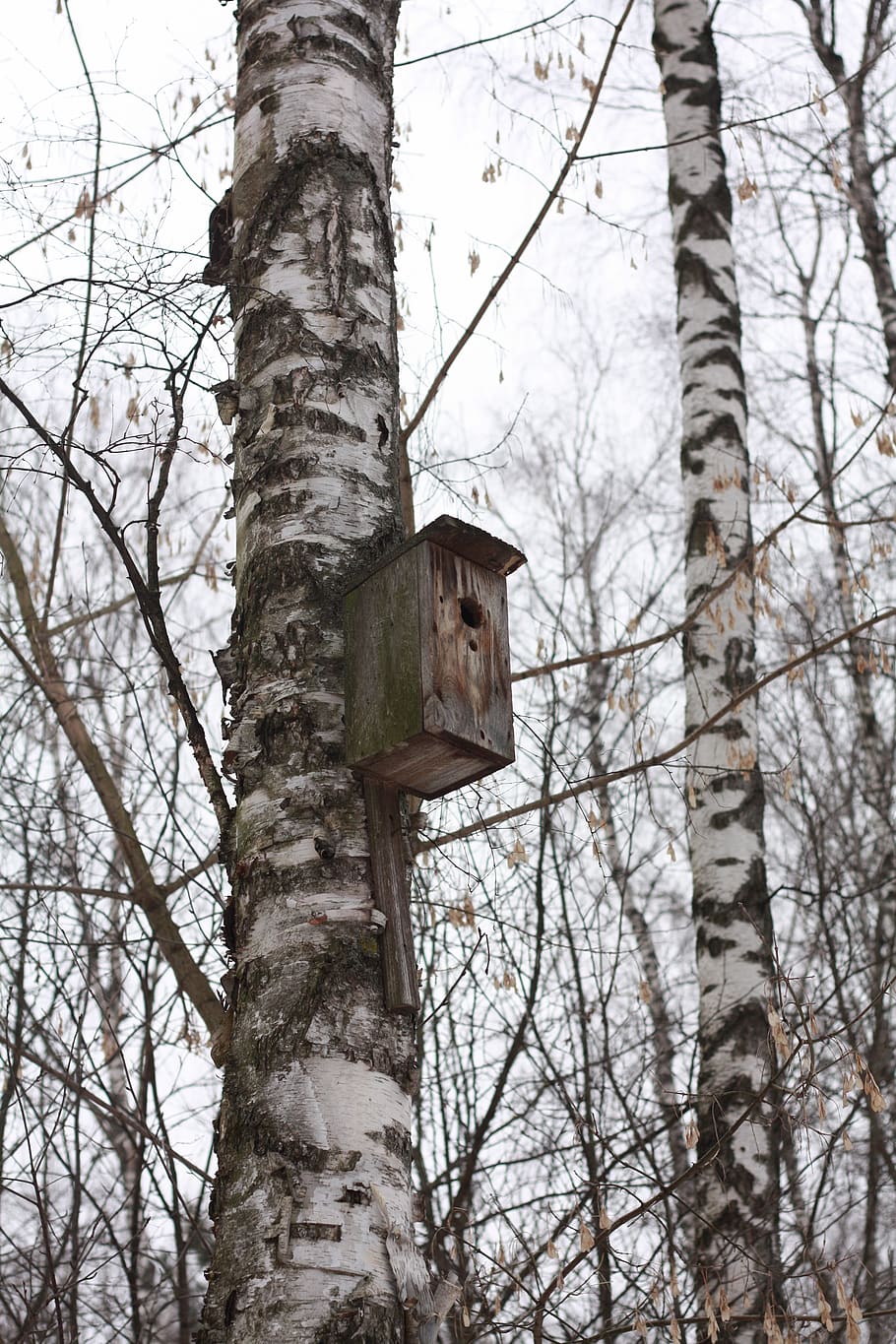 forest, birds, nature, tree, landscape, winter, sparrow, natural HD wallpaper