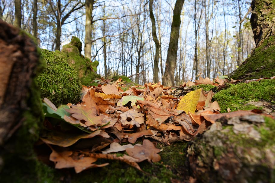 forest, nature, autumn, plant, tree, plant part, land, leaf HD wallpaper