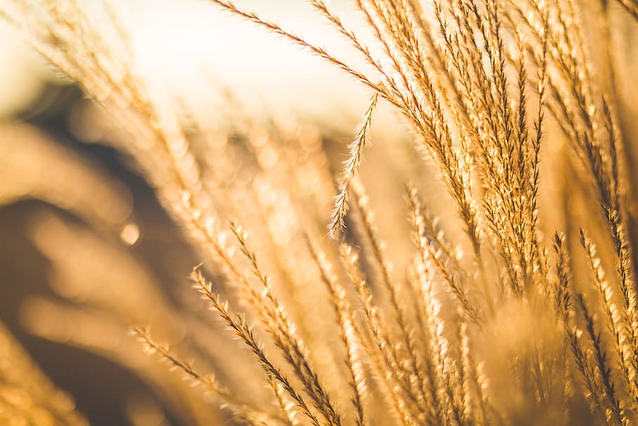 Brown Leaf Plant during Sunset, blur, blurred, grain, nature HD wallpaper