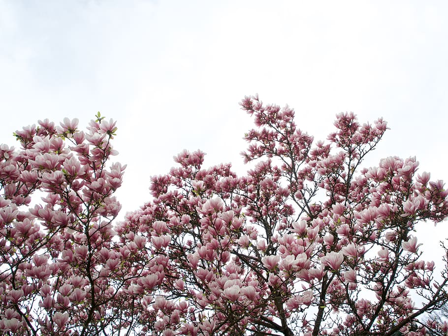 pink flowering tree under white sky, plant, flowering plant, beauty in nature HD wallpaper