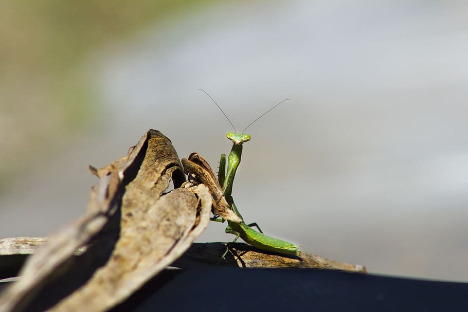 insect, mantis, green, nature, antennas, predator, invertebrate HD wallpaper