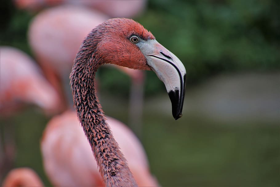 flamingos, bird, pink, beak, birds, wild, wet, animals, neck HD wallpaper