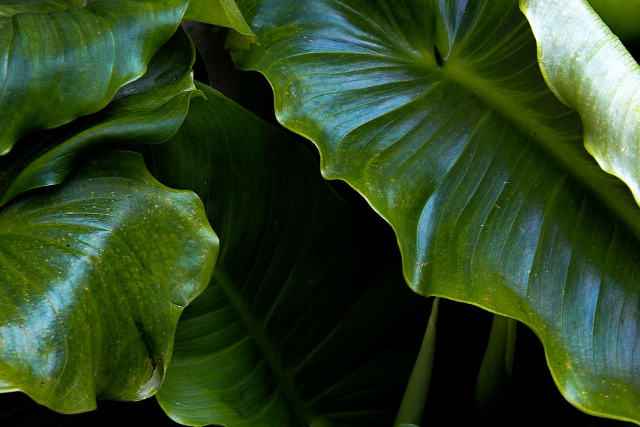 green leaf plant, flower, blossom, veins, araceae, bird, animal HD wallpaper