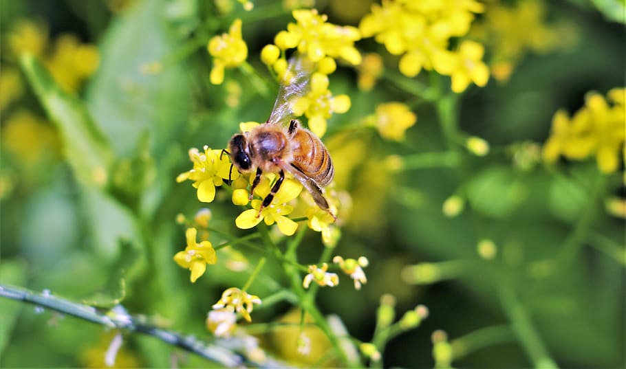 nature, flower, nectar, blossom, bloom, summer, bee, flora HD wallpaper