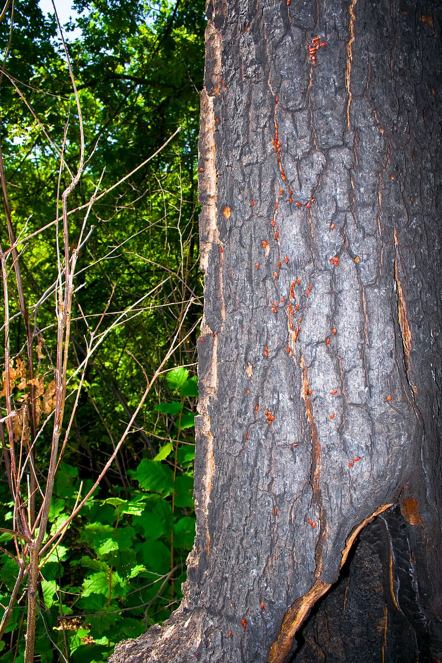 forest, scene, tree, plant, growth, tree trunk, nature, no people HD wallpaper