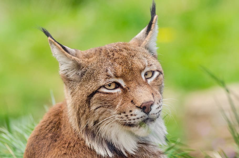 lynx, bobcat, wildlife, predator, nature, outdoors, portrait HD wallpaper