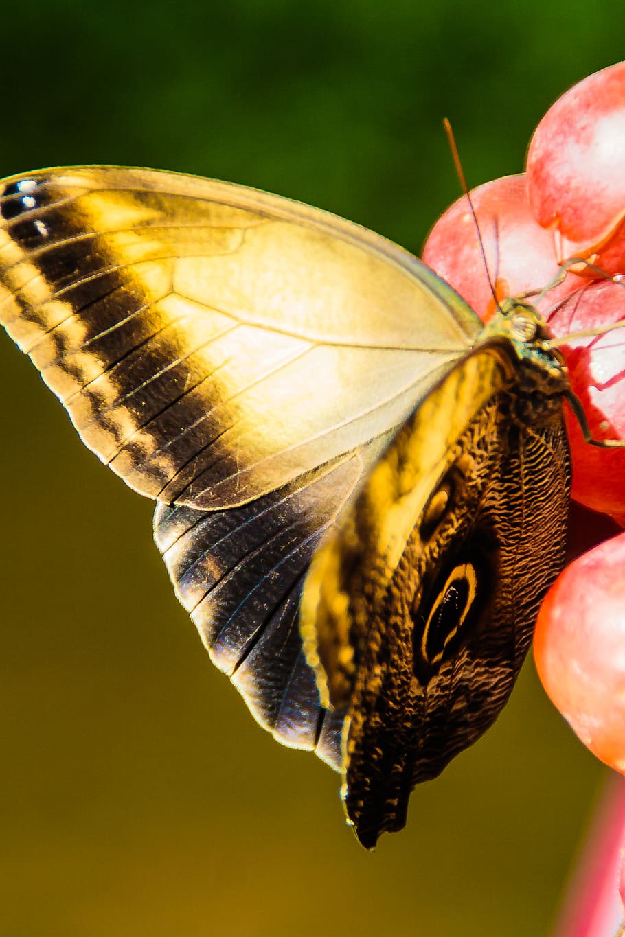 spain, benalmádena, insect, macro, detail, butterfly, flower HD wallpaper