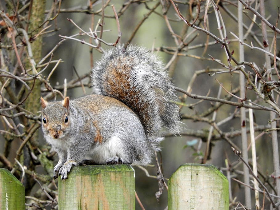squirrel, grey, wildlife, animal wildlife, mammal, tree, animals in the wild HD wallpaper
