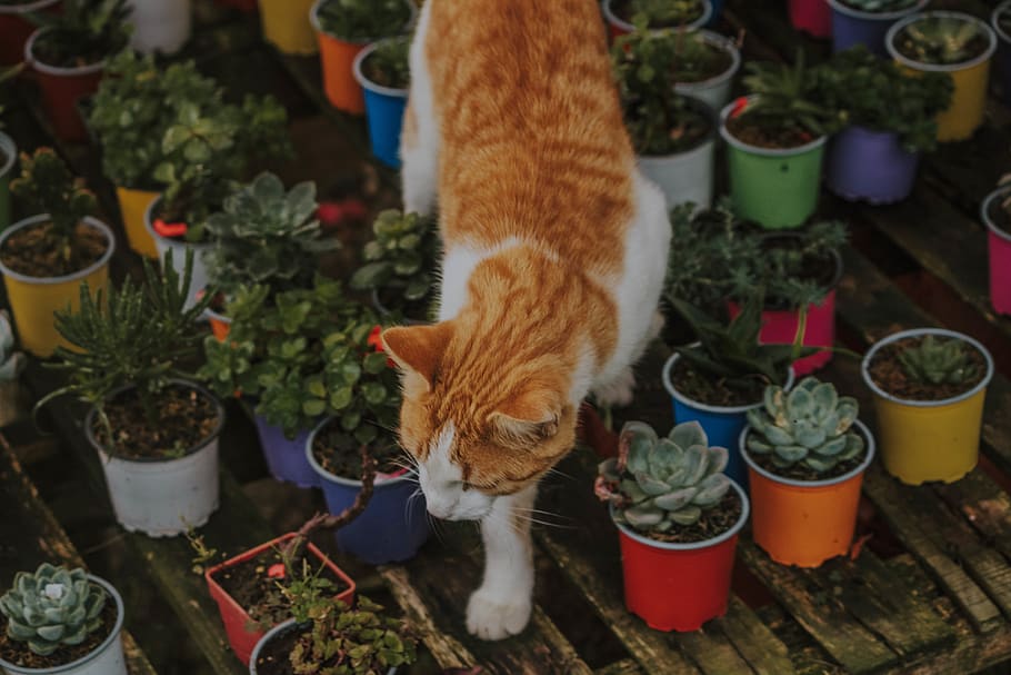 orange tabby cat, domestic cat, feline, mammal, pets, domestic animals HD wallpaper