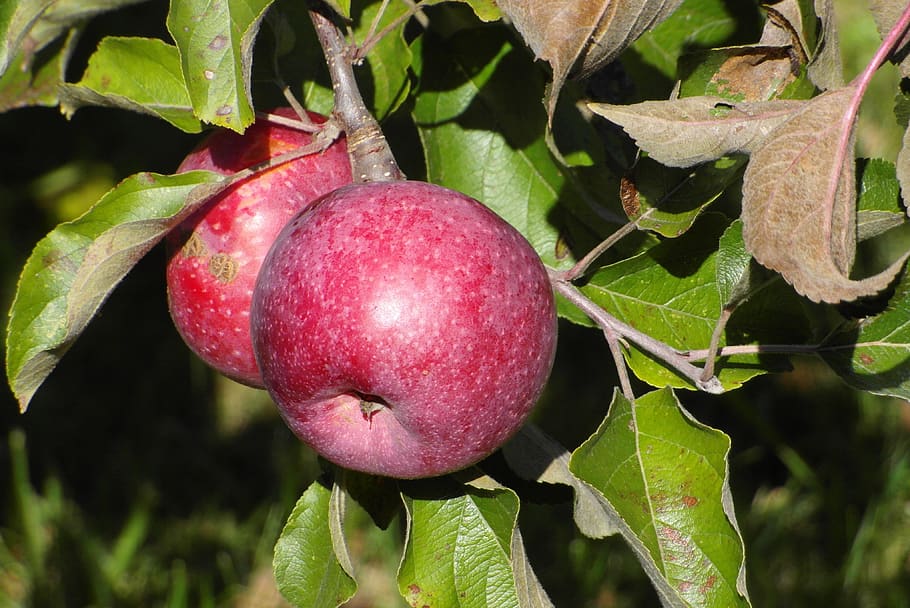 apples, fruit, mature, garden, healthy, red, healthy eating HD wallpaper