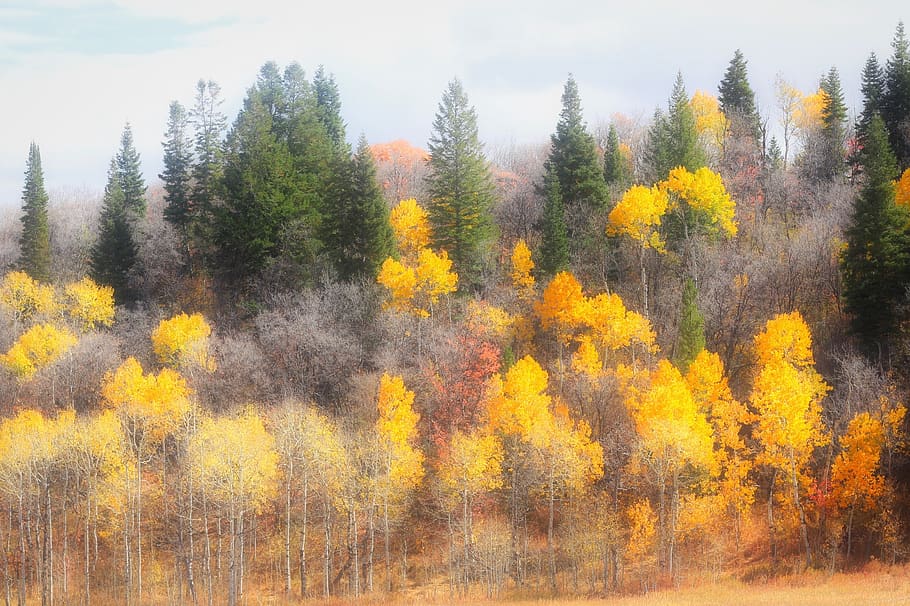 fall, golden, yellow, leaves, autumn, colorful, nature, forest HD wallpaper