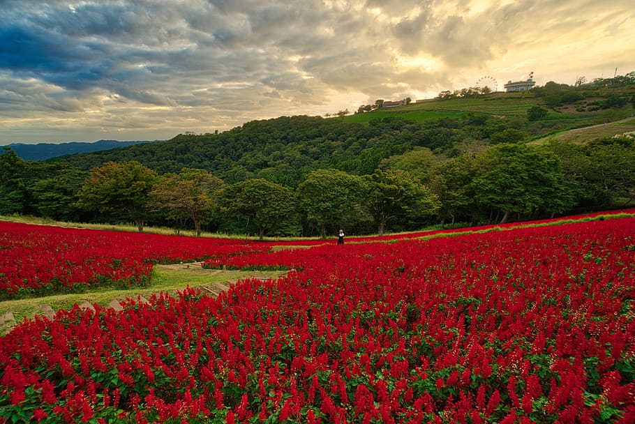 plant, flower, blossom, human, person, field, tree, poppy, sunset, HD wallpaper