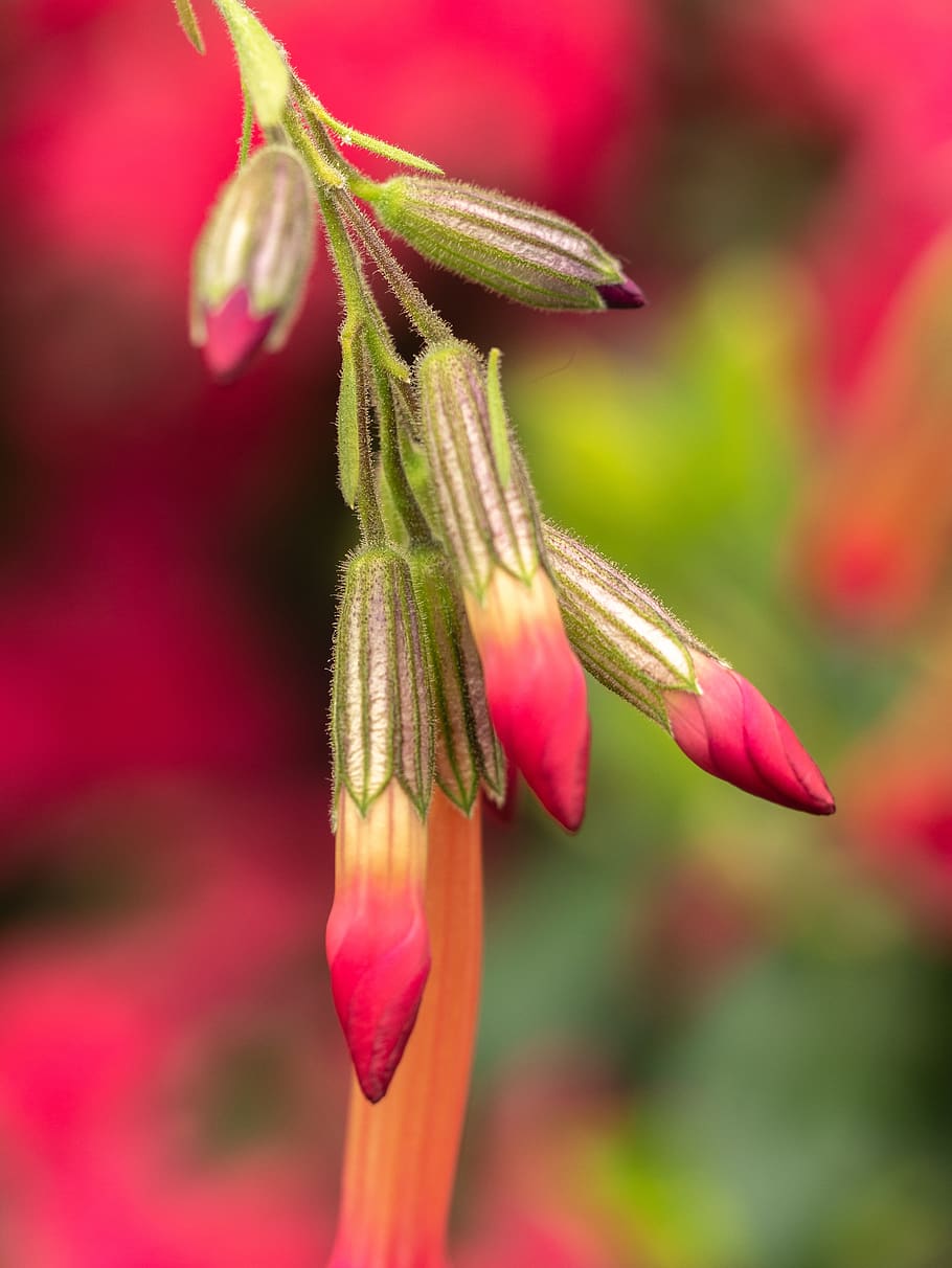flower, bud, exotic flower, macro, plant, growth, close-up HD wallpaper