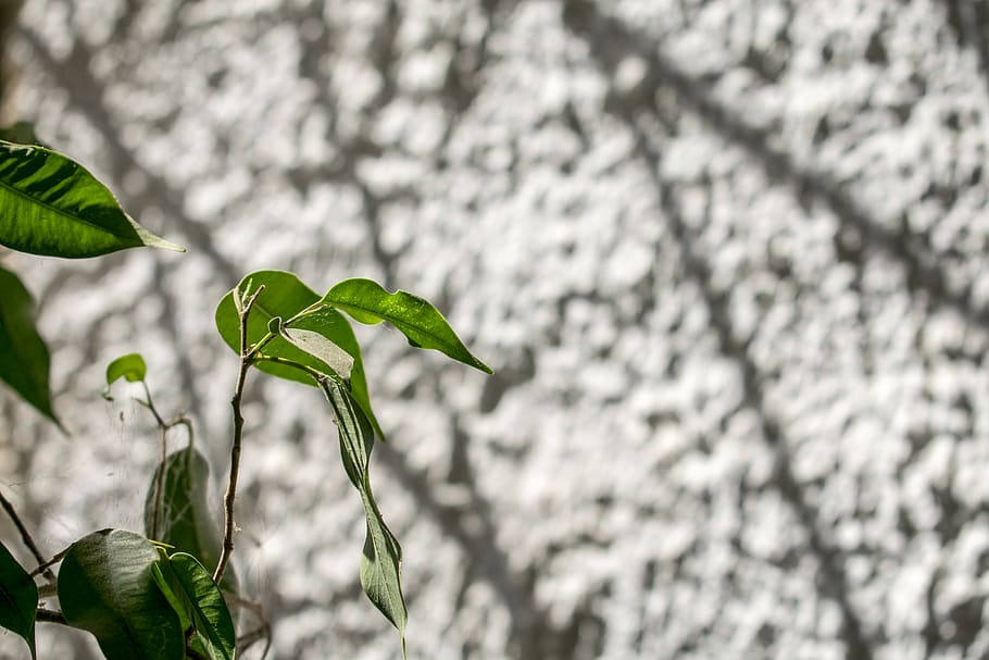 greece, leaf, macro, tree, nature, garden, minimal, flower HD wallpaper
