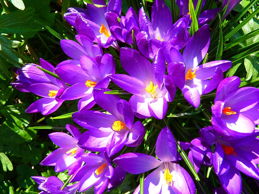 Purple Petaled Flower, bloom, blossom, crocus, flora, flowers HD wallpaper