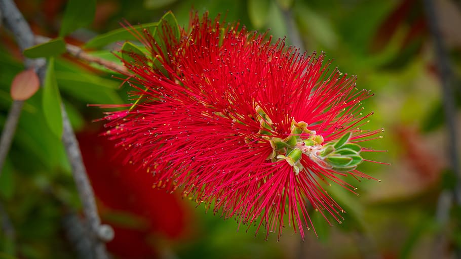 flower, red, garden, nature, flowering, flowering plant, close-up HD wallpaper