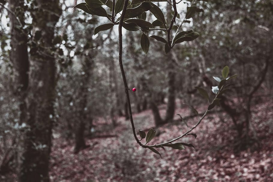 Cornwall, berry, holly, tree, plant, nature, focus on foreground HD wallpaper