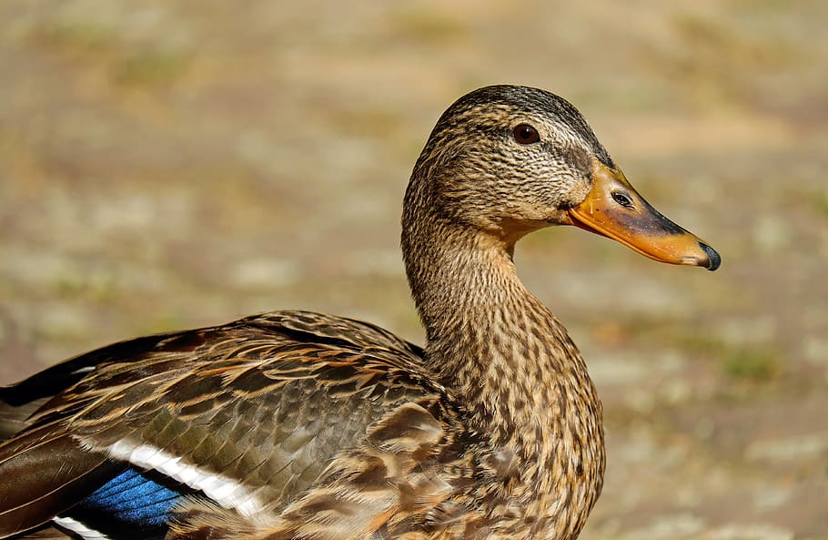 Brown White and Blue Duck, animal, wildlife, animal themes, bird HD wallpaper