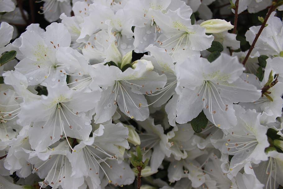 flowers, growth, beauty in nature, plant, fragility, flowering plant HD wallpaper