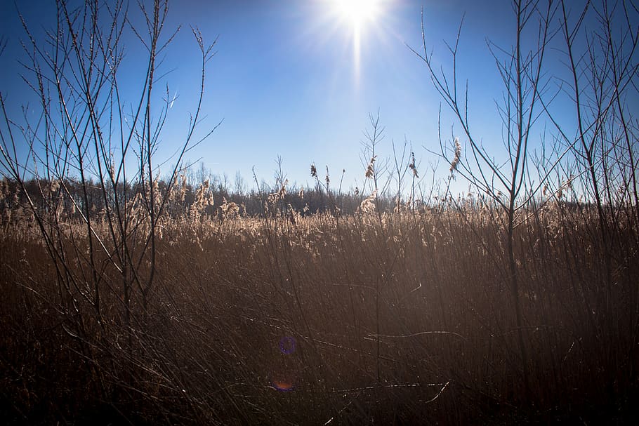 reed, swamp, nature, trees, landscape, path, light, hiking HD wallpaper