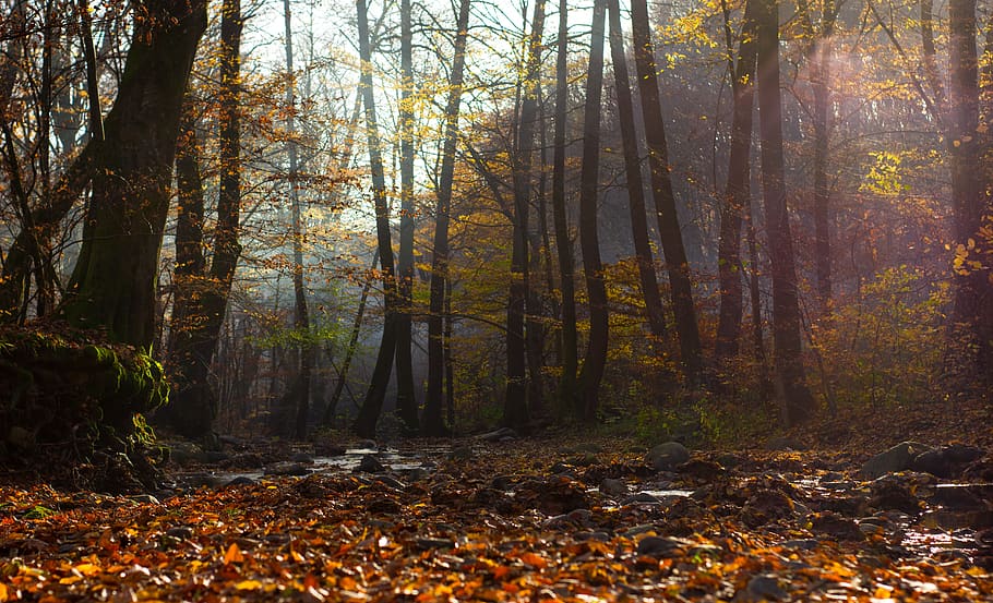 Withered Leaves Near Trees, autumn mood forest, branch, dawn HD wallpaper